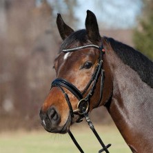 Cabezada Kieffer para filete Comfort Young Profi
