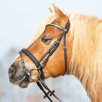 Cabezada para filete kieffer haflinger