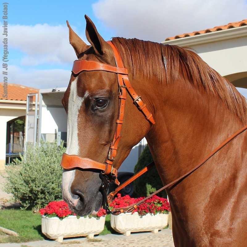 Cabezada Marjoman modelo portugués trabajo una rienda